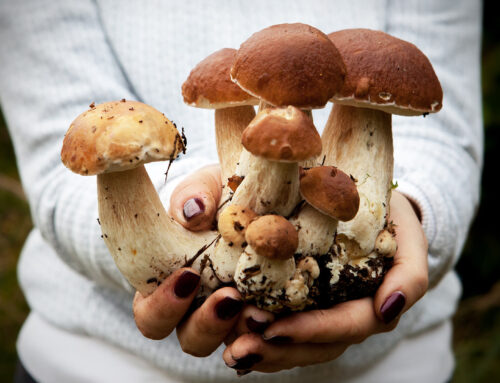 Funghi #allaRanverso: dal 23 ottobre, scegli il Menù alla Carta o il Menù degustazione completo