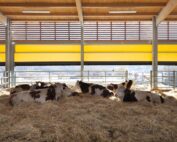 Cascina Ranverso animali